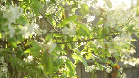 Bird cherry tree in sunlight Stock Footage 95936490