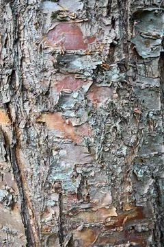 Bird cherry tree trunk bark or Prunus maackii, also Padus maackii. Prunus maa Foto stock
