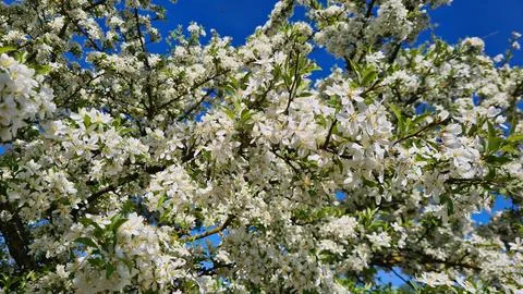 Bird cherry trees bloom profusely with white beautiful flowers in spring Foto stock