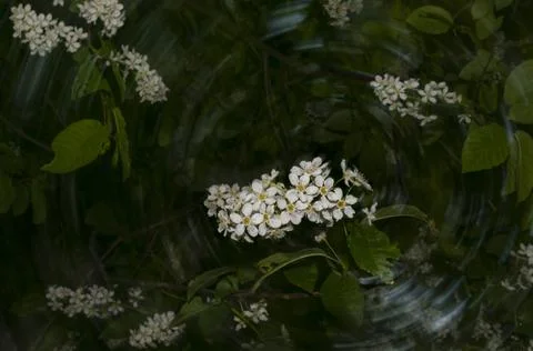 Bird cherry whirlwind Stock Photos