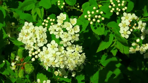The bird cherry. White flowers. 4K. Stock Footage 38624945