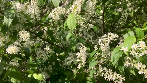 Bird cherry white flowers, spring blossom, green leaves, tree in a garden Stock Footage 130423181