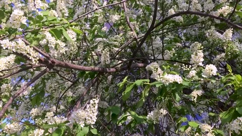 Bird cherry white flowers, spring blossom, green leaves, tree in a garden, video Video stock 130423185