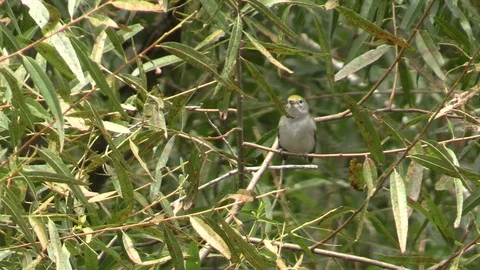 Bird chestnut sided warbler Video stock 115913790