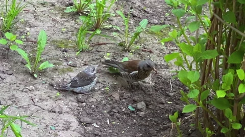 Bird chick Stock Footage 196274762