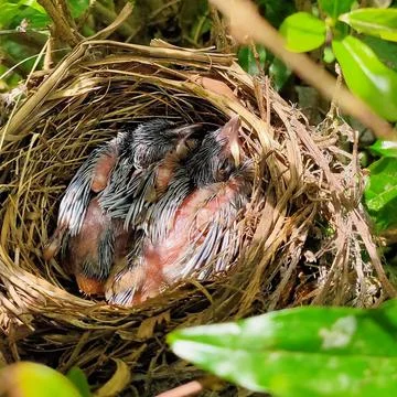 Bird chick 스톡 사진