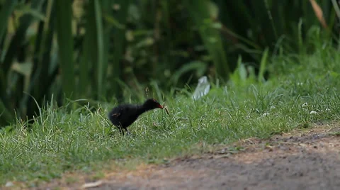 Bird chick, running on grass (Animals) Stock Footage 34273215