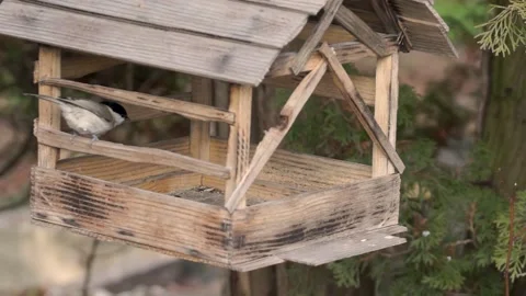Bird chickadee and big titmouse flew to the bird feeder behind seeds. Stock Footage 166236954