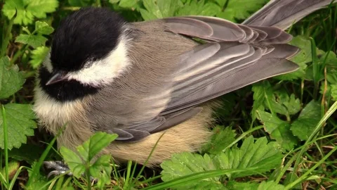 Bird chickadee baby closeup flies away Stock Footage 79296177