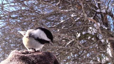 Bird chickadee eating from hand very close flies away winter Stock Footage 103120530