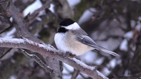 Bird chickadee sitting on tree branch flies away winter Stock Footage 103120108
