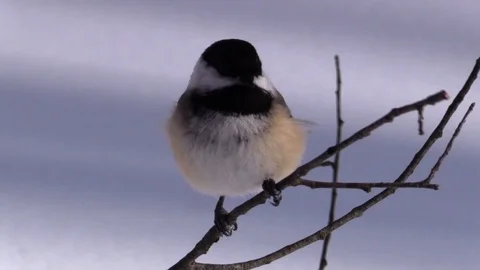 Bird chickadee on tree branch flies away winter Stock Footage 103120385