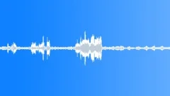 BIRD CHICKEN BEREL CLUCKING03 Sound Effect