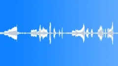 BIRD CHICKEN BEREL CLUCKING07 Sound Effect