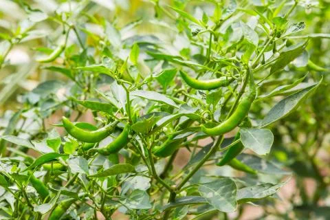 Bird chilli Stock Photos