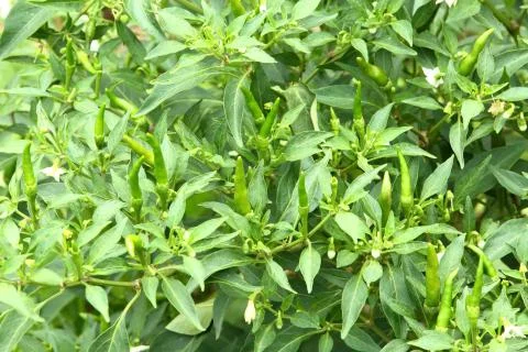 Bird chilli Stock Photos