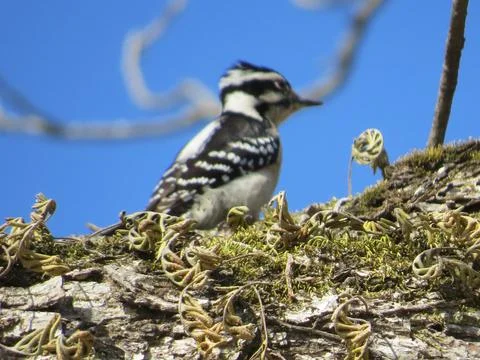 Bird chills in tree Stock Photos