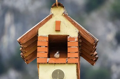 Bird in the chimney Stock Photos