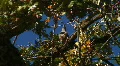 Bird Chirp in Autumn Tree HD Footage