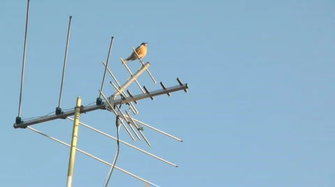 Bird Chirping Antenna Sunset Stock Footage 687802