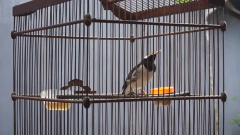 The bird is chirping in a black cage 스톡 동영상 196985073