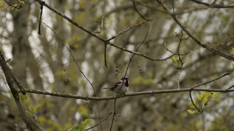 Bird Chirping on a Branch of a Tree in a City Park Stock Footage 208764443