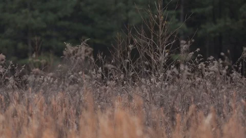 Bird chirping 動画素材 104976160