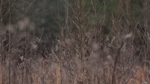 The bird chirping Video stock 104976187