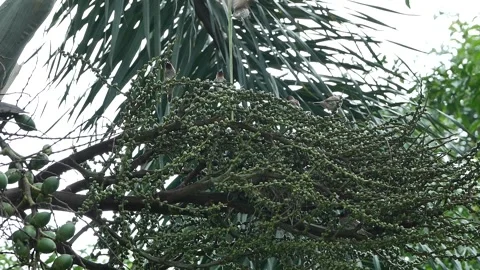 Bird chirping 動画素材 244924160