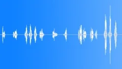 Bird ChirpingSound Effect