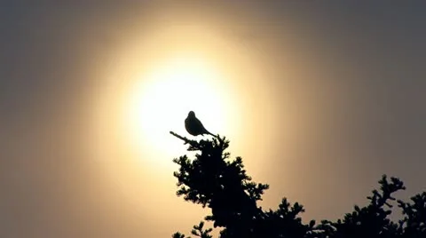 Bird Chirping in Treetop Backlit by Diffuse Sun Stock Footage 11014041
