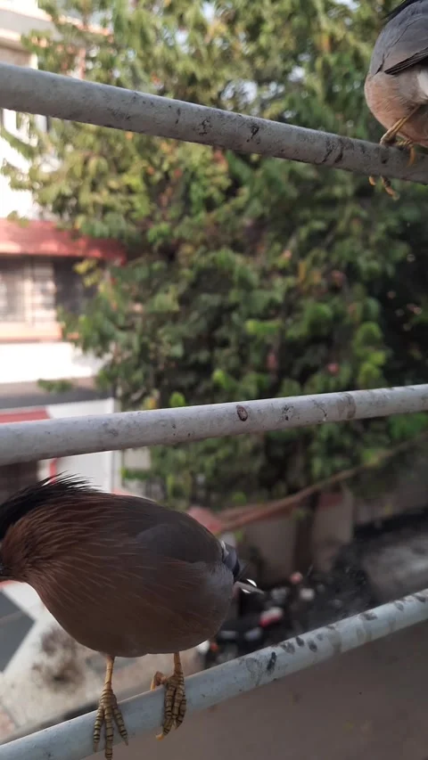 Bird Chirping on Window Railing in Morning – Close-Up Urban Nature Scene 動画素材 332349690