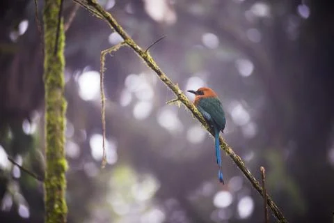 Bird in the Choco Rainforest, Ecuador. This area of jungle is the Mashpi Cloud Stock Photos