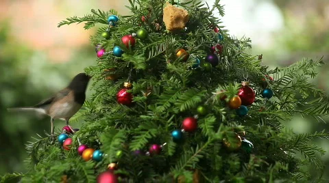 Bird on Christmas tree Stock Footage 810254
