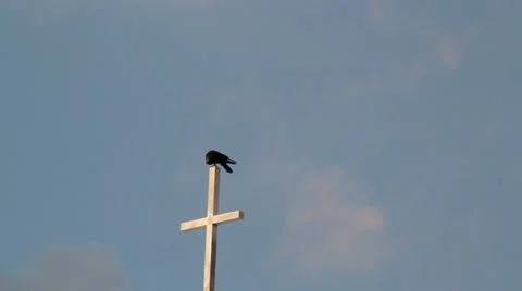 Bird on chuch steeple 動画素材 10834356