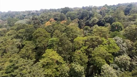 Bird circles over rainforest canopy Stock Footage 87191732