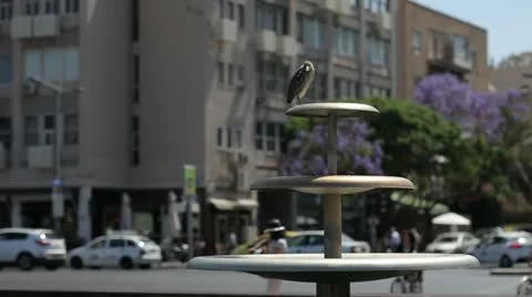 Bird in the city Stock Footage 12112218