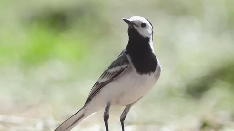 Bird In City Park Stock Footage 71211652