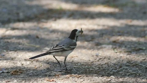 Bird In City Park Stock Footage 71211891