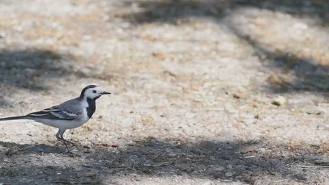 Bird In a City Park  스톡 동영상 71212780