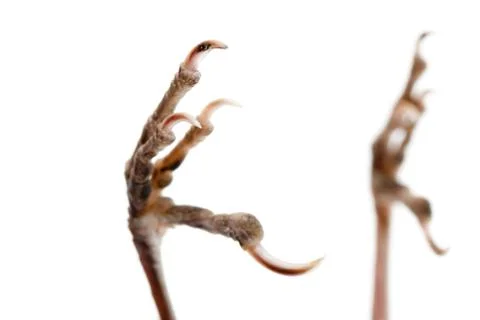 Bird claw isolated Foto stock