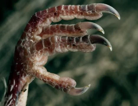 Bird claw Stock Photos