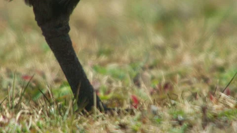 Bird claws, Ethiopia Video stock 138891027