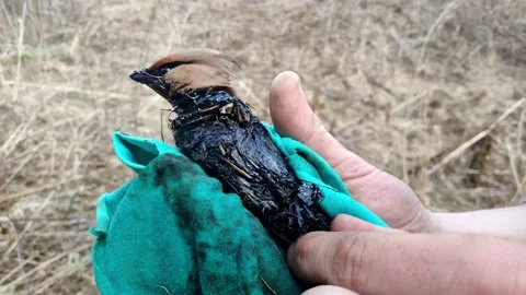 The bird is cleaned with its hands from petroleum products Stock Footage 130386802
