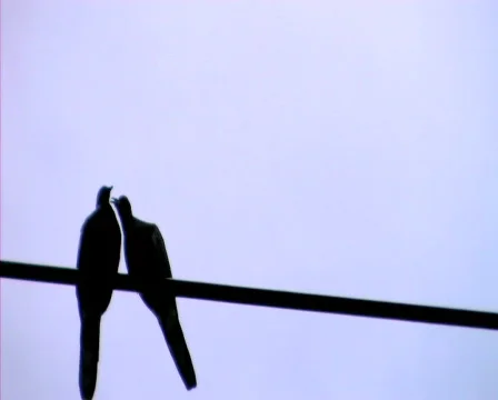 Bird cleaning each other Video stock 818463