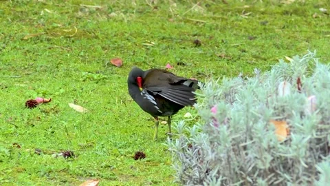Bird cleaning feathers in park, close-up Stock Footage 168824720