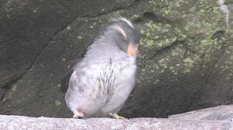 Bird Cleaning Stock Footage 1217105