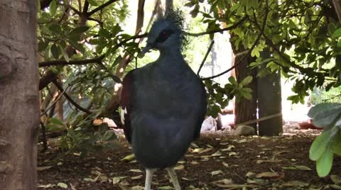 Bird Cleaning 스톡 동영상 11967913