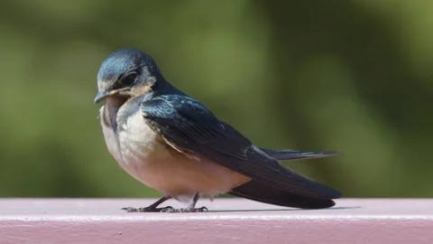 Bird cleaning itself and flies away Video stock 305583955