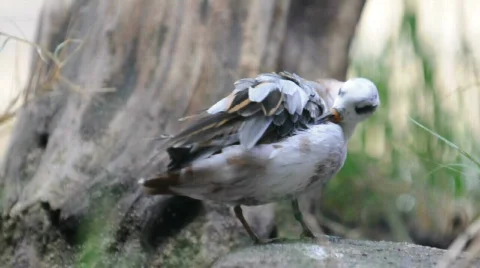 Bird cleaning itself Video stock 493090